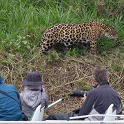 Spot Jaguars in Brazil