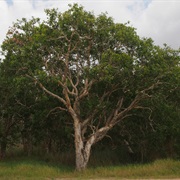 Broad-Leaved Paperbark (Melaleuca Viridiflora)