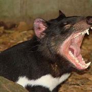 Tasmanian Devil