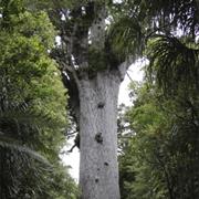 Kauri Trees