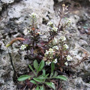Least Pepperwort (Lepidium Virginicum)