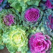 Ornamental Kale