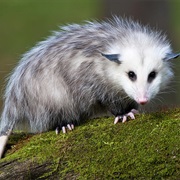 Opossum