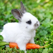 Spend a Food Package to the Shelter