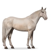 Mustang - Cremello