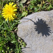 Discover the Connection Between Sun and Shadow