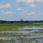 Green Bottom Wildlife Management Area, West Virginia