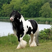Gypsy Vanner