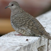 Inca Dove