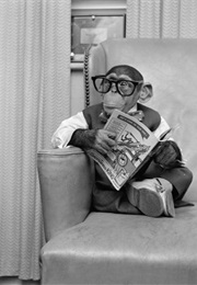 Barcelona Plates (Alexei Sayle)