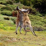 See Wallabes and Kangaroos in Australia