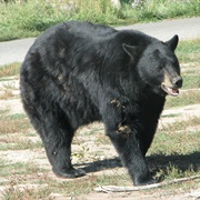 American Black Bear