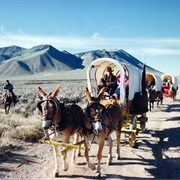 Join a Wagon Train