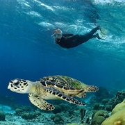 Sea Turtle Conservation Bonaire