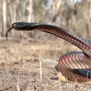 Red Bellied Black Snake