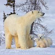 Wapusk National Park