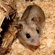 Ladak Hamster