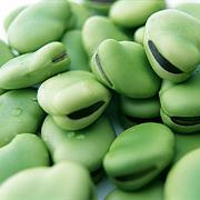 Broad Beans