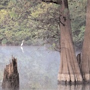 D'Arbonne National Wildlife Refuge