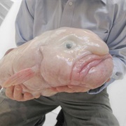 Hold a Blobfish