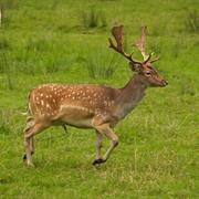 Fallow Deer