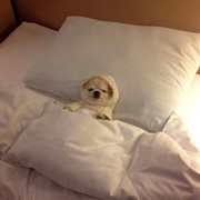 Sleeping in New Bed-Sheets (And/Or New Pyjama)