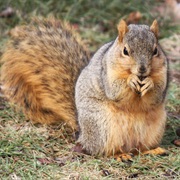 Eastern Fox Squirrel