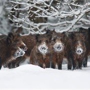 Alam Pedja Nature Reserve, Estonia