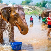 Elephant Nature Park, Thailand