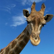 Visit the Giraffe House Wildlife Awareness Centre