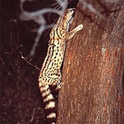 Angolan Genet
