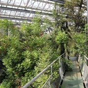 Hortus Botanicus, Amsterdam