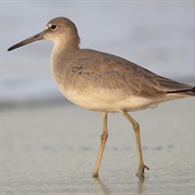 Willet