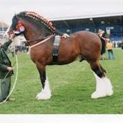 Shire Horse