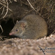 Swamp Antechinus