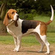 Artois Hound