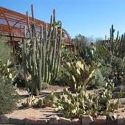 Desert Botanical Garden