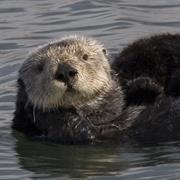 Southern Sea Otter