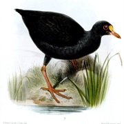 Samoan Woodhen (Possibly Extinct)