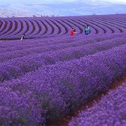 Bridestowe Lavender Estate