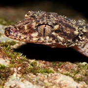 Gulbaru Leaf-Tailed Gecko