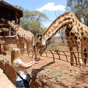 Giraffe Centre, Nairobi