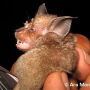 Hill's Horseshoe Bat