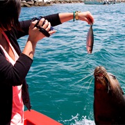Fed a Sealion