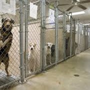 Volunteer at an Animal Shelter