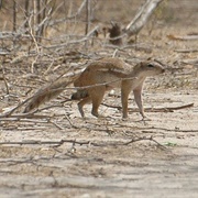 Ground Squirrel