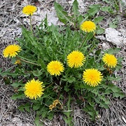 Common Dandelion (Taraxacum Officinale)