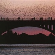 Congress Bridge Bats, Austin, Texas