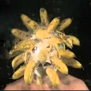 Bananas Exploding on Face
