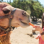 Feed a Camel